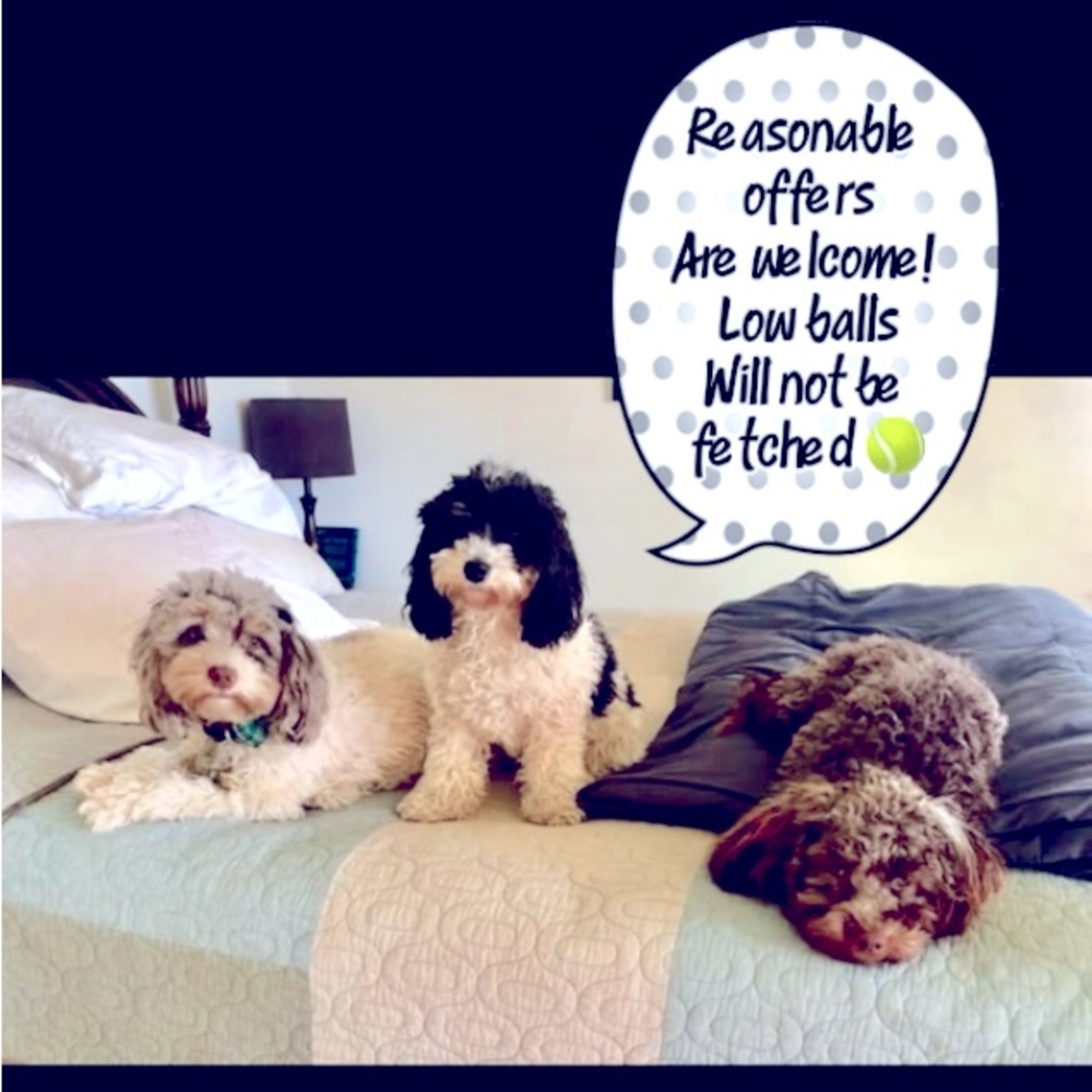 Find the Merle Monkey!